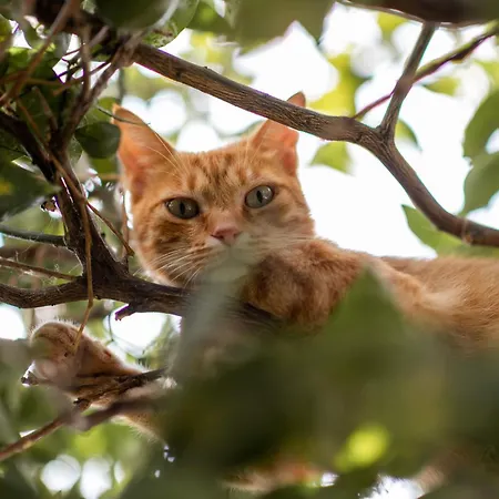 Large Duplex With 10min Walk From Malta Airport - Sleeps 7 Apartment Gudja