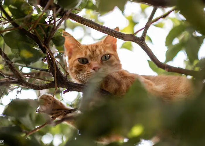 Large Duplex With 10min Walk From Malta Airport - Sleeps 7 Apartment Gudja