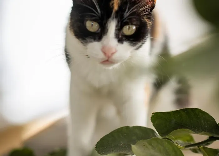 Apartment Large Duplex With 10min Walk From Malta Airport - Sleeps 7 Gudja